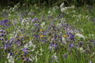 Flowers, Inverary Castle